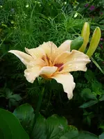 P1100442.webp