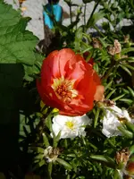 P1100449.webp