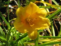stella2_1024x768.webp