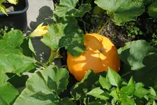 DSC_0013.webp