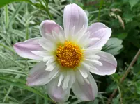 SAM_0571.webp