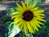 P1000360.webp