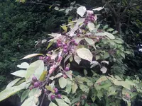 unbekannter baum 1.webp