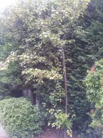 unbekannter baum.webp