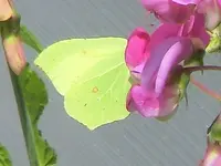 CIMG4600.webp