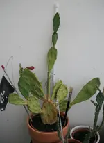 aIMG_0785.webp