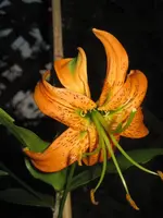 Lilium Henryi.webp