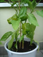DSC02762.webp