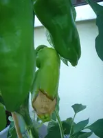 DSC02772.webp