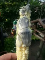 IMG-20130806-WA0006.webp