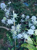 130806               Blaue Edeldistel.webp