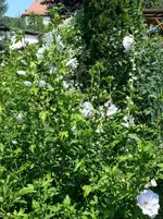 130806 Hellblaue Hibiskus.webp