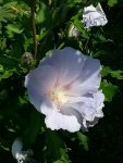 130806 Hellblaue Hibiskusblüte.jpg