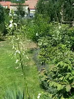 130806 Rhodo-Quartier.webp