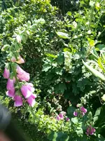 130806 Eichenblatt-Hortensie.webp