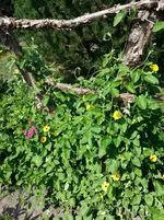 130806 Schwarzäugige Susanne.webp