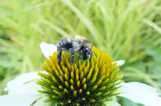 2013_0806Sommer0011.webp