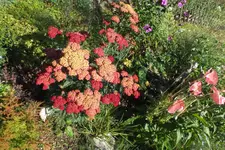 2013_0806Sommer0003.webp