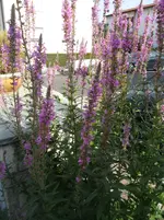 SAM_1426.webp