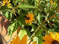 SAM_1431.webp
