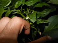 DSCN0003.webp