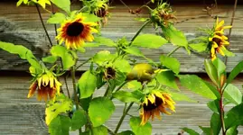 Grünfink auf Sonnenblume_1024.webp