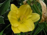 gelb rüschen_1024x768.webp