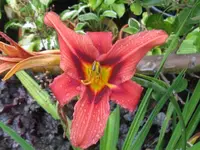 sä pana crimson_1024x768.webp