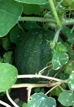 Wassermelone.webp