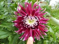 CIMG9420.webp