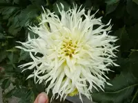 CIMG9421.webp