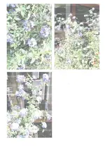 Foto blaue Blumen.webp