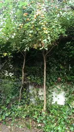 garten2.webp