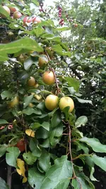 garten3.webp
