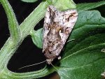 gammaeule-autographa-gamma-auf-tomatenpflanze.JPG