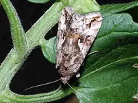 gammaeule-autographa-gamma-auf-tomatenpflanze.webp