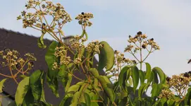 IMG_0334 - 2013-08-07 - tausendblütenbaum - bienenbaum.webp