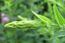 V1 utopisch knospe.webp