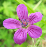 geranium palustre.webp