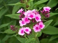 006.webp