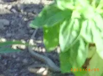 august05 001.webp