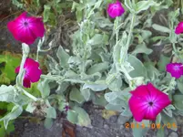 august05 009.webp