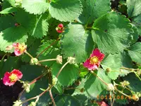 august05 011.webp