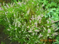 august05 029.webp