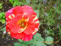 august05 030.webp