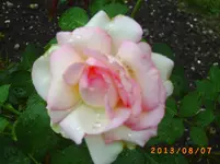 august05 032.webp
