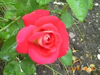 august05 036.webp