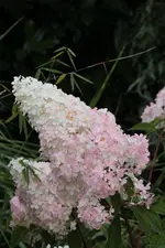 Bluete Vanille fraise 130807.webp