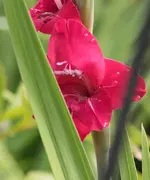 dunkelrote Gladiole.webp