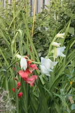 Gladiolen 130805.webp
